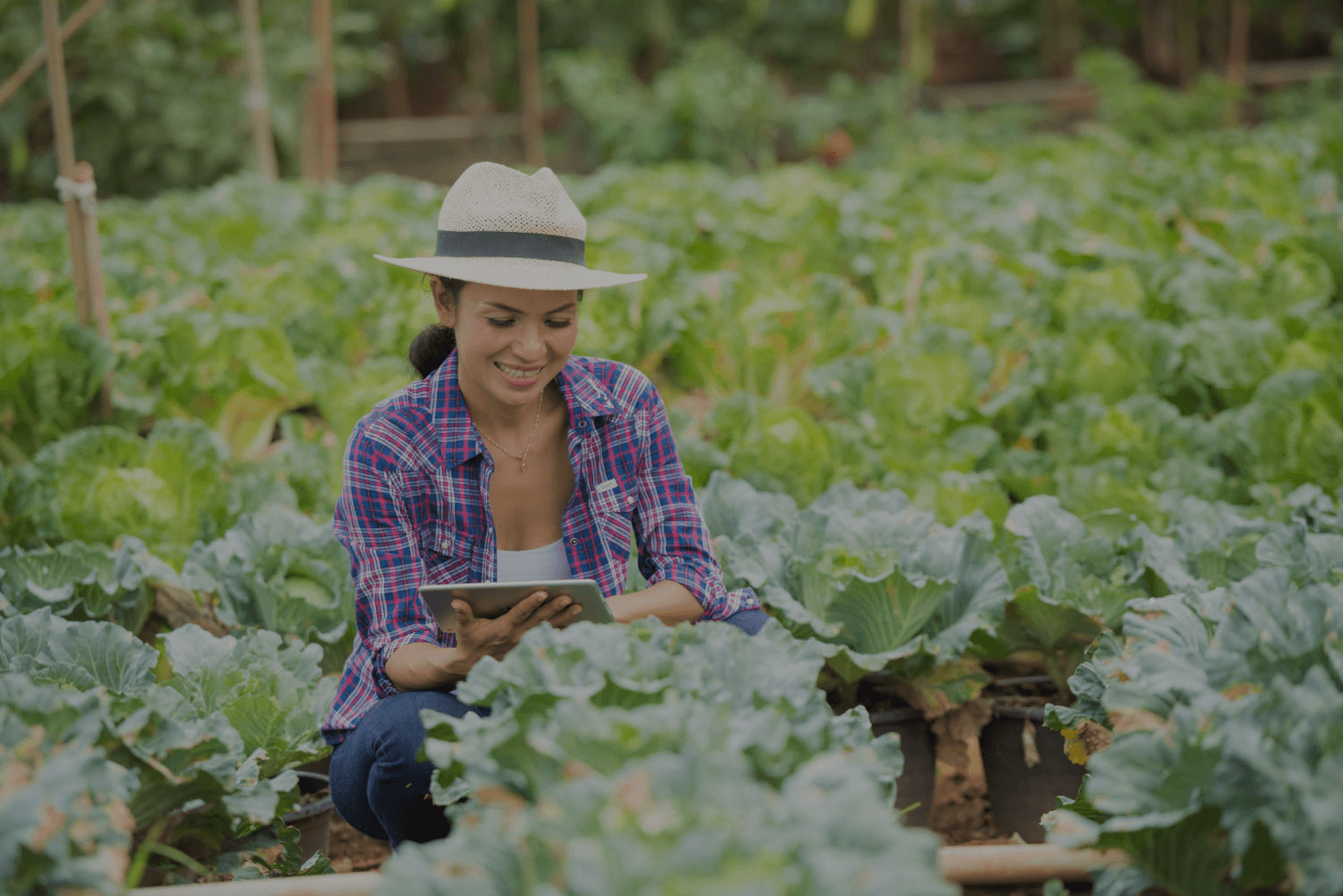 Agricultura mecanizada